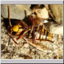 Vespa crabro - Hornisse 10.jpg